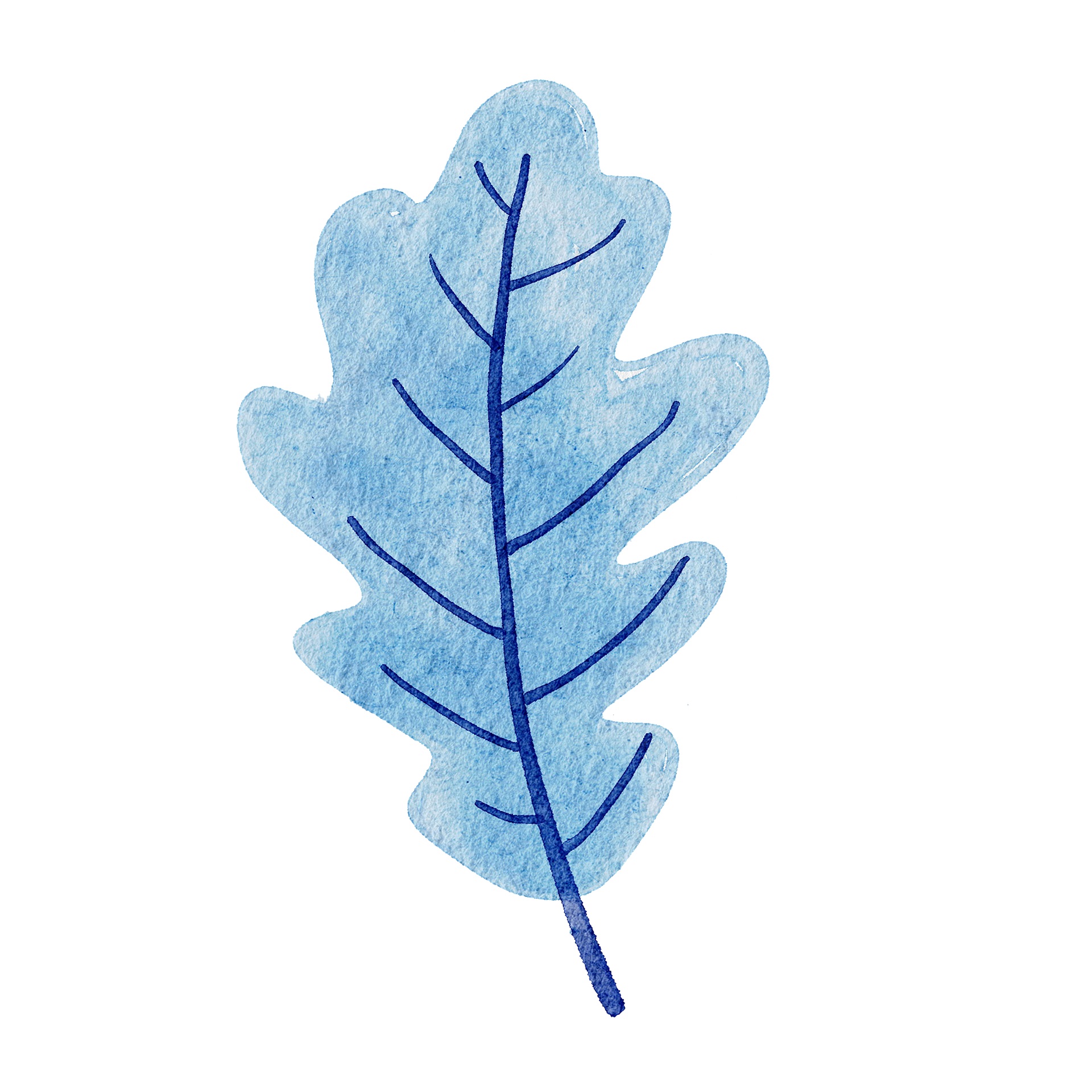 Illustration of an Oak Leaf in Blue