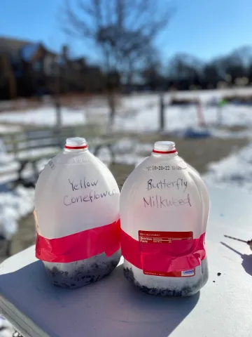 Two empty milk jugs being used for seed sowing