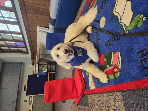 Golden doodle dog with bandana laying down on a colorful rug