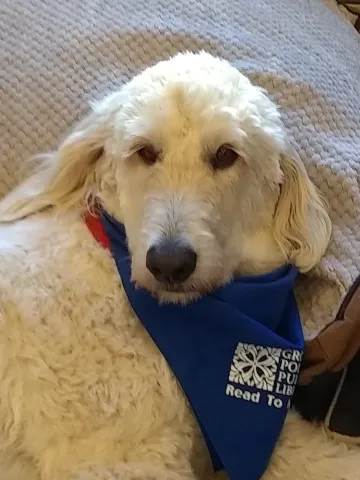 White goldendoodle dog wearing a blue bandana around her neck
