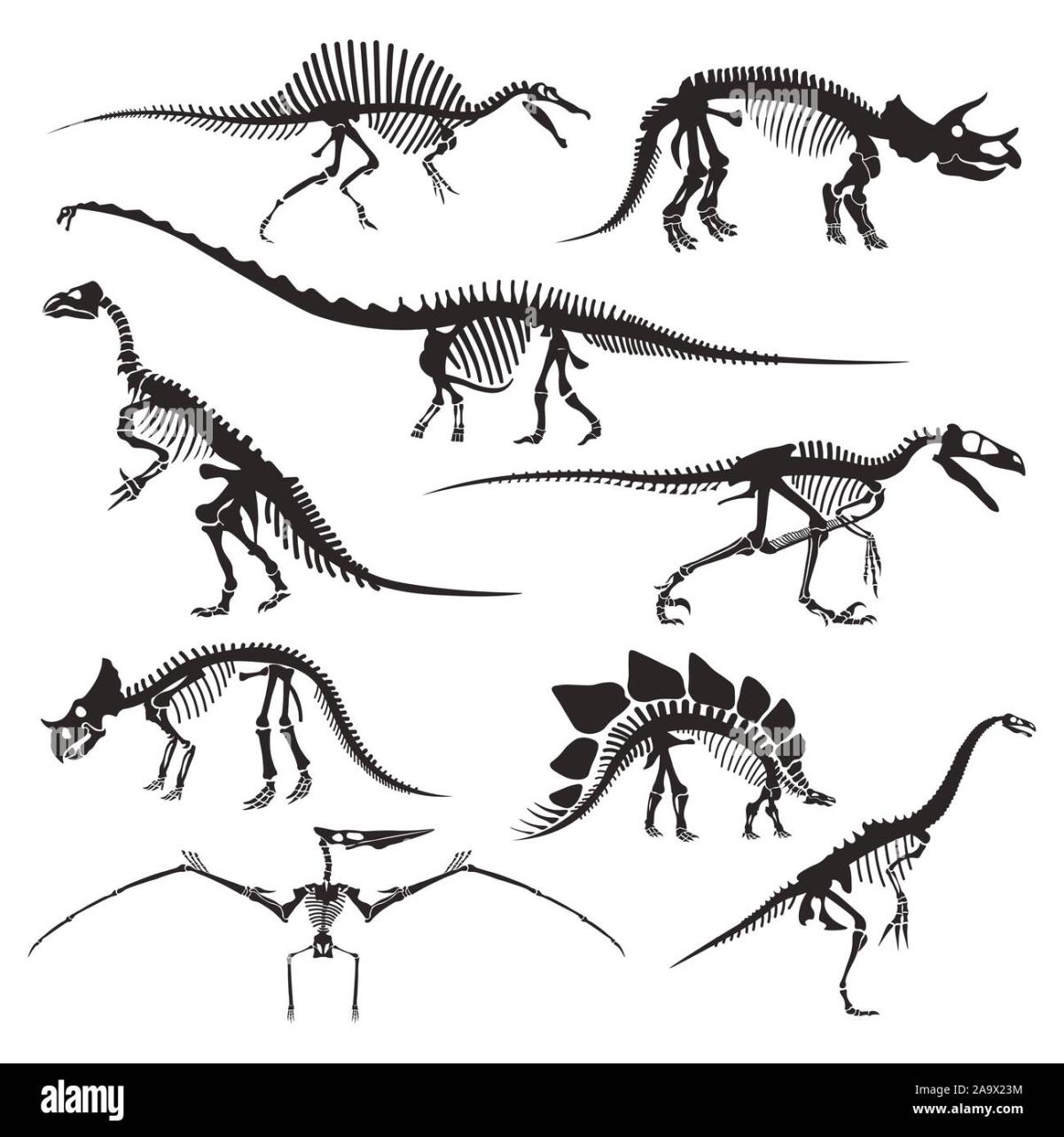 9 different dinosaurs depicted with just their bones